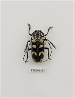 藏品(荷菲氏星天牛)的圖片